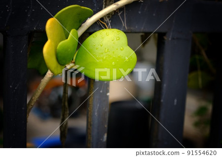 water drop on Hoya kerrii leaf or Lucky heart leaf background , Concept love and valentine's day water drop on Hoya kerrii leaf or Lucky heart leaf background , Concept love and valentine's day 91554620
