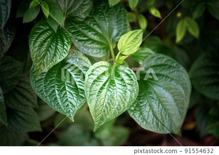 Fresh Betel Leaf (Piper Betle) natural background . 91554632