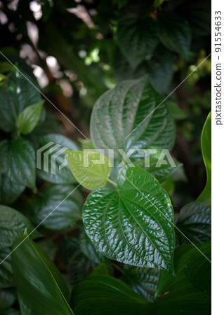 Fresh Betel Leaf (Piper Betle) natural background . 91554633
