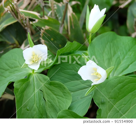 北海道 Yukomanbetsu 沼澤的 Trillium camschatus 91554900