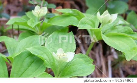 Mt. Mokoto, Teshikaga-cho, Hokkaido Gozenta Chibana buds Mt. Mokoto, Teshikaga-cho, Hokkaido Gozenta Chibana buds 91554905