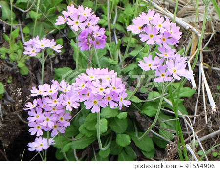 北海道東部越石岬的蝦夷櫻 91554906