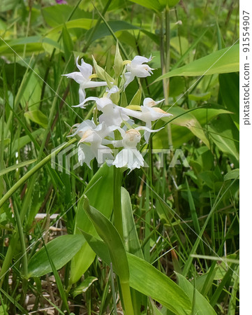 北海道落石岬的白花白山千鳥 北海道落石岬的白花白山千鳥 91554907