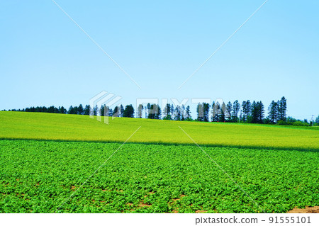 Vast refreshing summer landscape Vast refreshing summer landscape 91555101