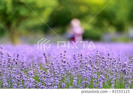 Lavender scent, lavender blooming day Lavender scent, lavender blooming day 91555125
