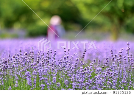 Lavender scent, lavender blooming day Lavender scent, lavender blooming day 91555126