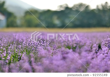 Lavender scent, lavender blooming day 91555149