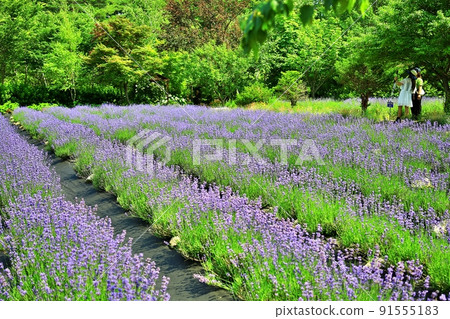 Lavender scent, lavender blooming day Lavender scent, lavender blooming day 91555183