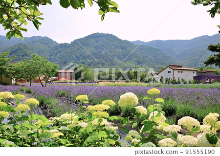 Lavender scent, lavender blooming day Lavender scent, lavender blooming day 91555190