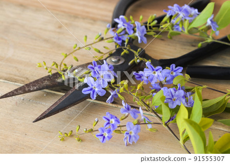 little purple flowers with scissors arrangement flat lay postcard style 91555307