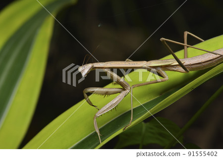 A brown mantis crawling on a plant leaf 91555402