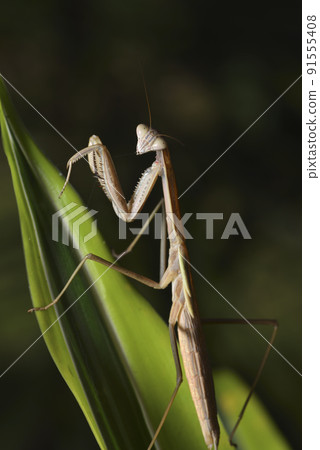 A brown mantis crawling on a plant leaf 91555408