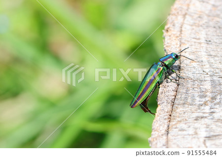 Yamato Tamamushi 91555484