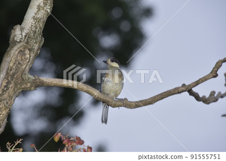 Yamagara no young bird Yamagara no young bird 91555751