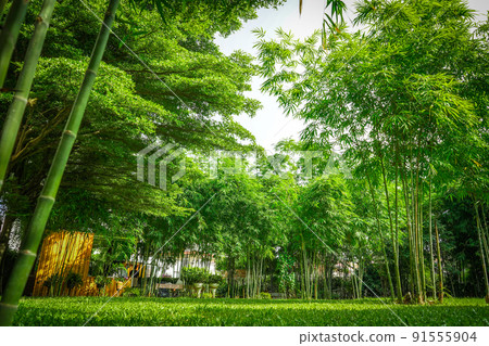 a lot of bamboo tree in the private graden with a little wooden cottage beside. 91555904