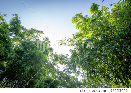 bamboo tree in the forest garden wiht rim light from open sky, represent the fresh and abundant nature in Asia. 91555932