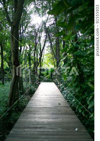 Bamboo tree with the wooden vintage walk way in the forest with the glitter light between the leaf. 91555933