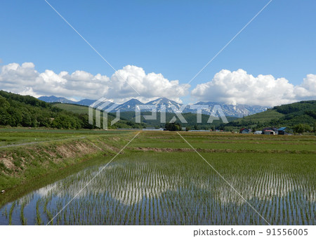 Daisetsuzan reflected in rice fields in Biei, Hokkaido Daisetsuzan reflected in rice fields in Biei, Hokkaido 91556005