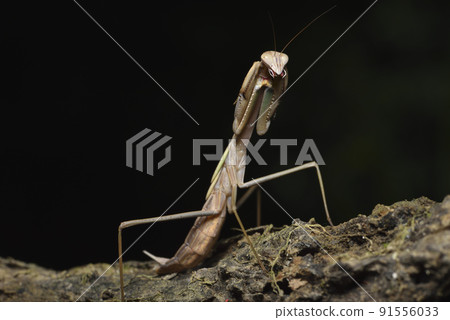 brown mantis insect standing on wood 91556033