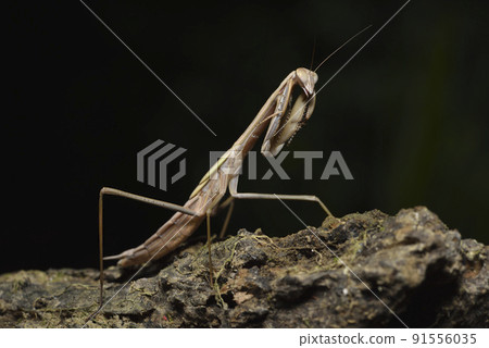 brown mantis insect standing on wood 91556035
