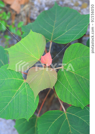 Red flower young leaves of red bud (or Kashiwa) (Akamega wrinkle) 91556050