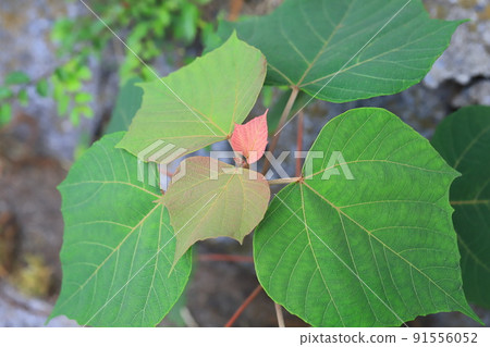 Red flower young leaves of red bud (or Kashiwa) (Akamega wrinkle) 91556052