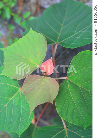 紅芽（或柏）的紅花嫩葉（Akamega皺） 91556056