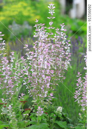 Clary sage (onisalvia) flowers Clary sage (onisalvia) flowers 91556092