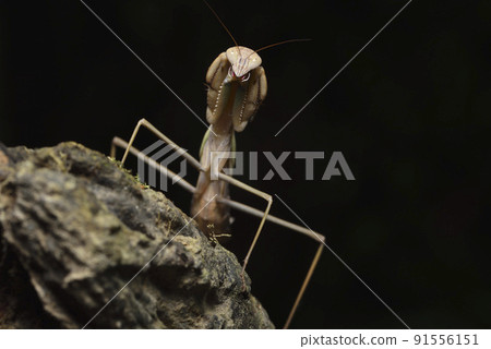 Brown mantis crawling on wood 91556151