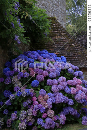 The color of the hydrangea blooming in the garden of a French private house The color of the hydrangea blooming in the garden of a French private house 91556321