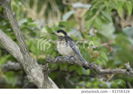 Yamagara沒有幼鳥 91556326