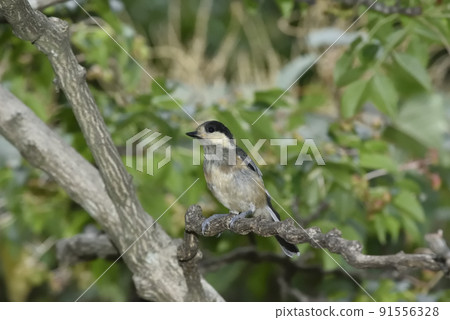 Yamagara沒有幼鳥 91556328