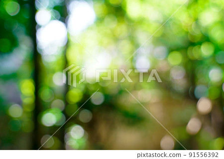 fresh nature green blurry and bokeh background. fresh nature green blurry and bokeh background. 91556392
