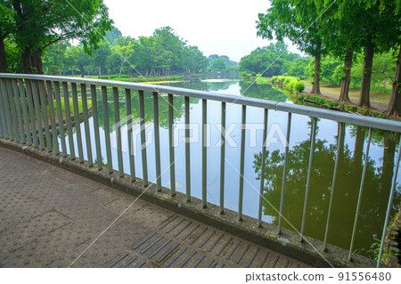 上尾丸山公園長廊初夏風景 上尾丸山公園長廊初夏風景 91556480