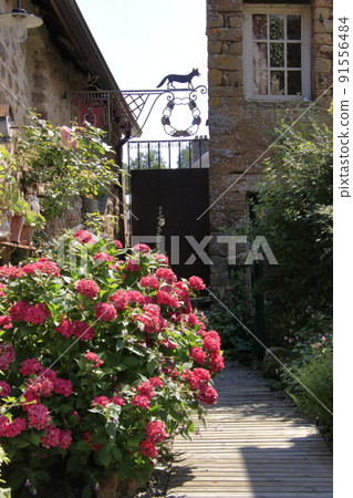 Hydrangea and fox objects blooming in a French private house Hydrangea and fox objects blooming in a French private house 91556484