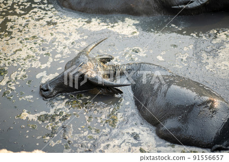 Asia Thailand buffalo are relaxing and swimming in the swamp with muddy all their body in the mid day. 91556657