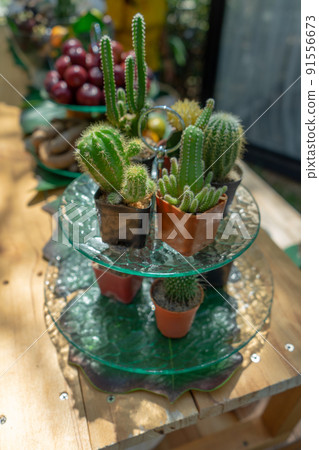 multiple combined cactus decor together on the dessert dish on the fruit line buffet at the garden in Thailand. multiple combined cactus decor together on the dessert dish on the fruit line buffet at the garden in Thailand. 91556673
