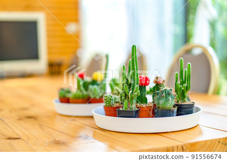 little various Cactus in the white circle plate that lay on wooden table for decorate meeting room in the garden. little various Cactus in the white circle plate that lay on wooden table for decorate meeting room in the garden. 91556674