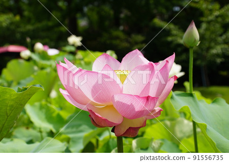 哈斯花津蓮 91556735