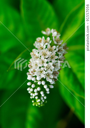 短虎尾 短虎尾 91557056