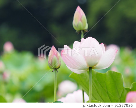 Lotus flower Lotus flower 91557086