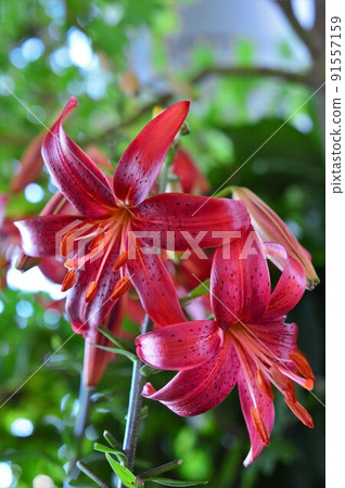 Gorgeous lily chandelier Alily Red Velvet Gorgeous lily chandelier Alily Red Velvet 91557159