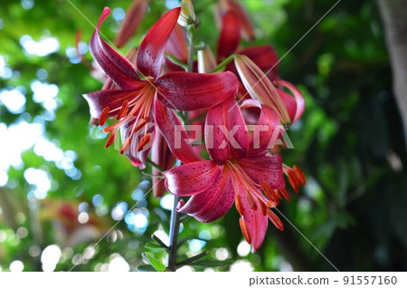 Gorgeous lily chandelier Alily Red Velvet Gorgeous lily chandelier Alily Red Velvet 91557160