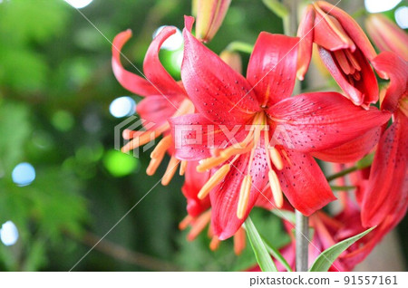 Gorgeous lily chandelier Alily Red Velvet Gorgeous lily chandelier Alily Red Velvet 91557161