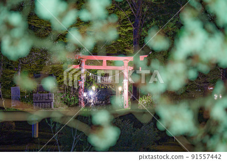 Aizumisato Town Miyagawa Senbonzakura Illuminated Aizumisato Town Miyagawa Senbonzakura Illuminated 91557442