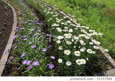 Purple stokesia and white leucanthemum flowers blooming in a Japanese park in early summer Purple stokesia and white leucanthemum flowers blooming in a Japanese park in early summer 91557969