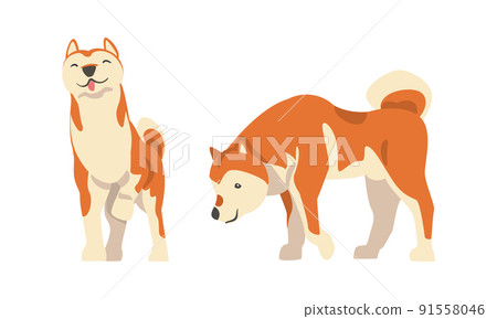 Shiba Inu as Japanese Breed of Hunting Dog with Prick Ears and Curled Tail Standing Vector Set Shiba Inu as Japanese Breed of Hunting Dog with Prick Ears and Curled Tail Standing Vector Set 91558046