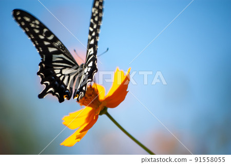 Ageha和Cosmos 91558055