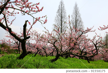 桃花盛開的桃園晨景 桃花盛開的桃園晨景 91558175