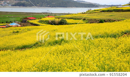 Yellow rapeseed field in Seonhak-dong, Jangheung Yellow rapeseed field in Seonhak-dong, Jangheung 91558204
